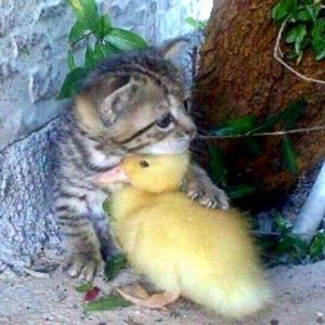 Meet your Posher, Daphne